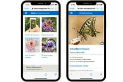 Insektenbestimmungs-App NABU-Insektensommer