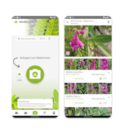 Pflanzenbestimmungs-App Pl@ntNet