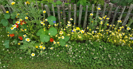 Pflanzen am Gartenzaun